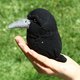 Sock%20crow.small