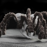 Tarantula%203.medium
