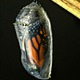 4-butterfly.small