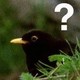 Birdshdsmall.small
