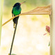 Hummer02.small