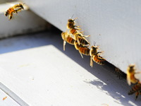 Photo-little