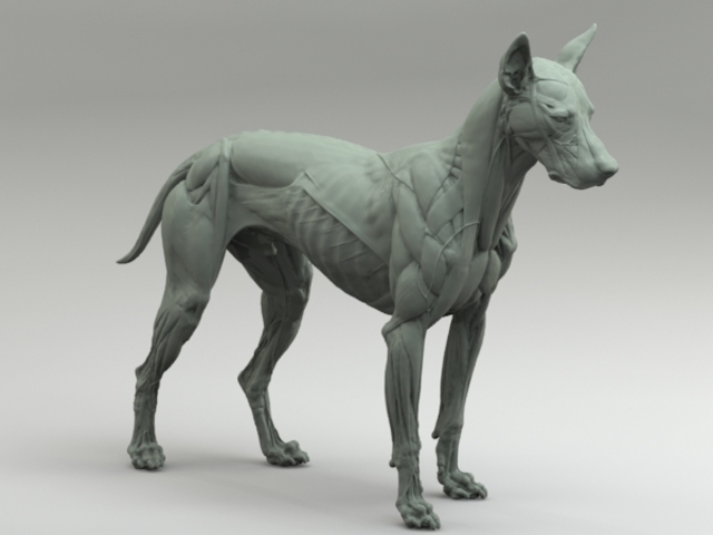 Canine Anatomy Sculpture by S. D. Lord — Kickstarter