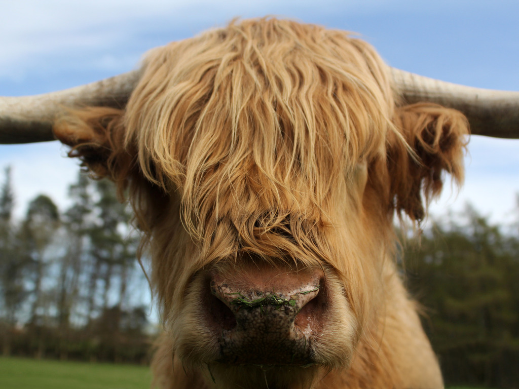Highland Cow Calendar 2015 By Alan Falconer Kickstarter