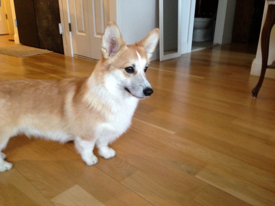Image-249416-full