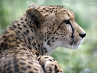 Photo-little