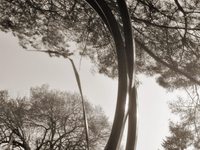 Photo-little