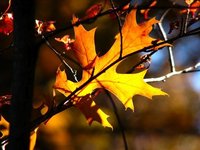 Photo-little