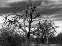 Photo-little