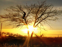 Photo-little