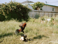 Photo-little