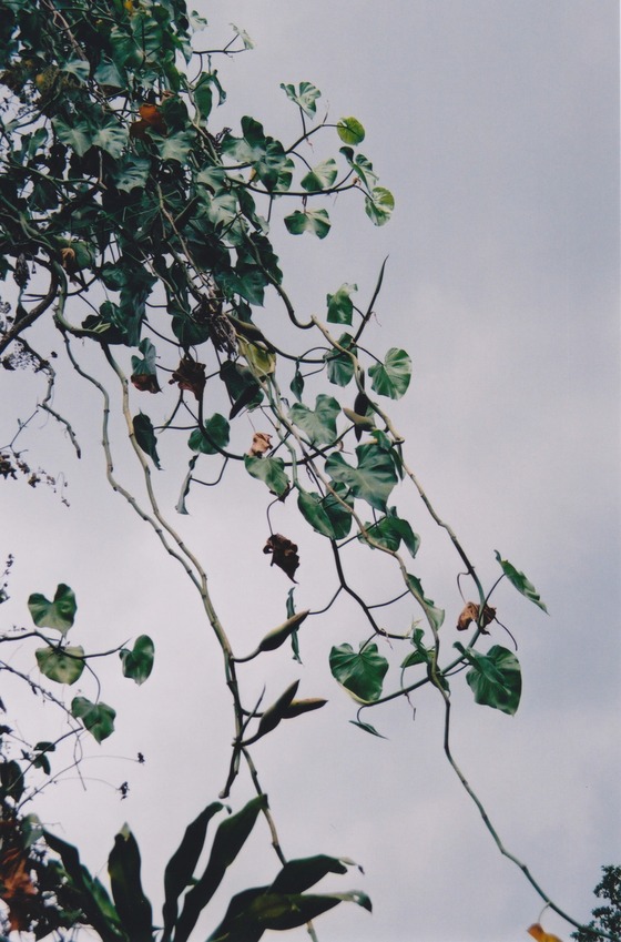 Image-131079-full