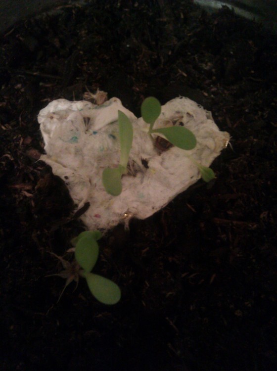 Image-215453-full