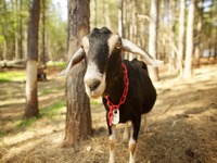 Photo-little