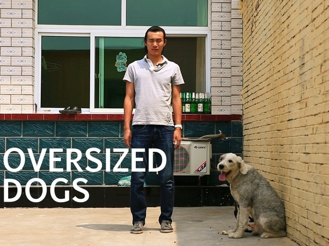 OVERSIZED DOGS: Chinese Dog Laws and People Who Break Them