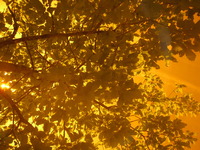 Photo-little