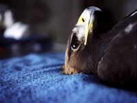 Photo-little