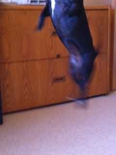 Image-48812-full