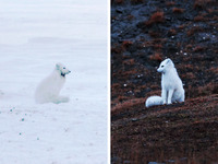 Photo-little