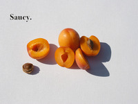 Photo-little