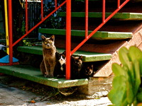 Photo-little
