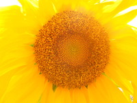 Photo-little