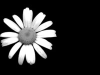 Photo-little