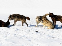 Photo-little
