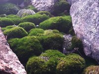 Photo-little