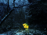 Photo-little