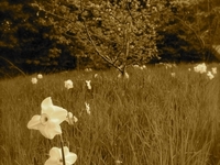 Photo-little