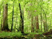 Photo-little
