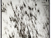 Photo-little
