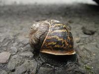 Photo-little