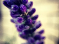 Photo-little