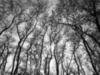 Photo-little