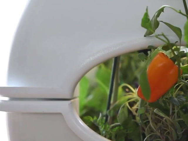The Aqualibrium Garden - The Future of Food's video poster