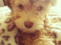 Photo-little