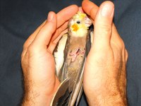 Photo-little