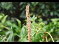 Photo-little