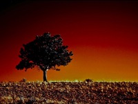 Photo-little