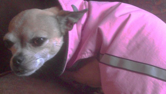 Image-99194-full