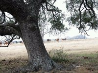 Photo-little