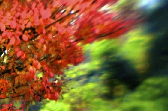 Image-91307-full
