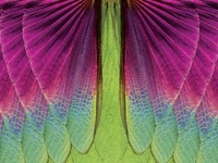 Photo-little