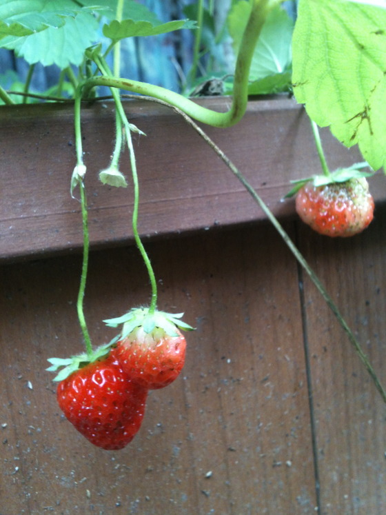 Image-122866-full