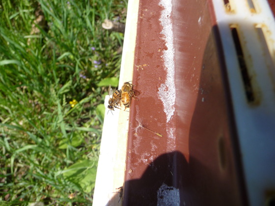 Image-120746-full
