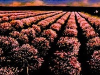 Photo-little