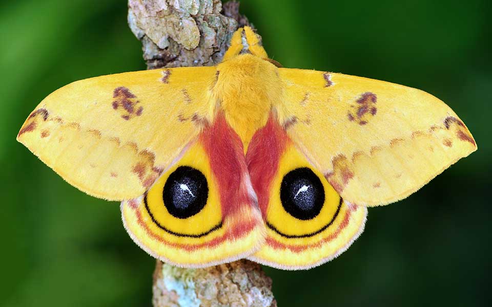io-moth