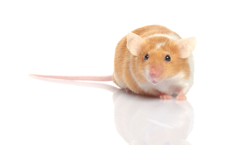 Top 6 Famous Fictional Mice